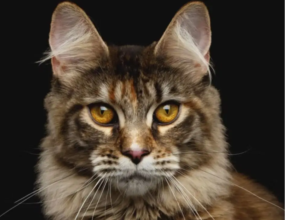 Feline Anaesthesia Course by Prof. Paulo Steagall