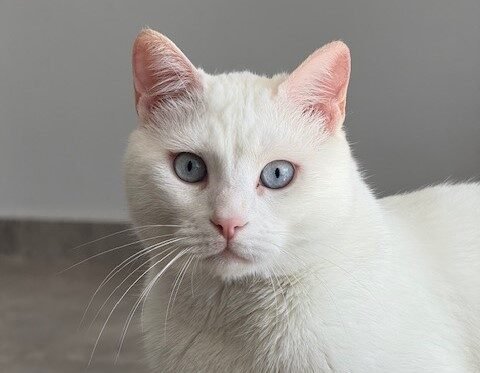 Feline Analgesia Course by Prof. Paulo Steagall